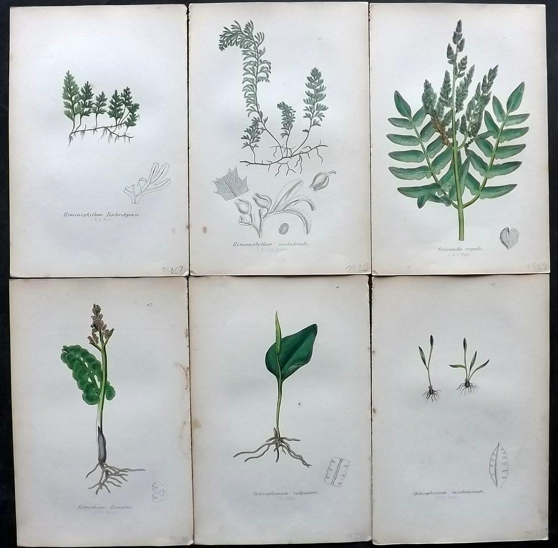 Johnson, Charles 1859 Lot of 6 Hand Col Fern Prints: Hand Coloured Lithographs Published 1859, London for "The Ferns of Great Britain" by Charles Johnson. Illustrated by John E. Sowerby. Paper Size: 9 x 6 inch (23 x 15cm) Good Condition
