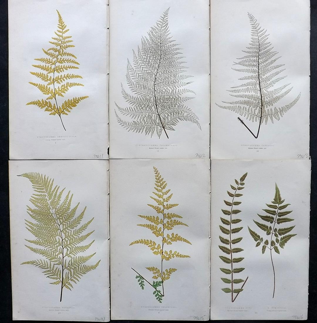 Lowe, Edward 1862 Lot of 6 Antique Fern Prints: Woodblock Published 1856-62 by Groombridge and Sons, London for "Ferns: British and Exotic" by Edward Lowe. Illustrated by A. F. Lydon. Printed by Benjamin Fawcett. Paper Size: 10 x 6 inch (25 x 15cm)