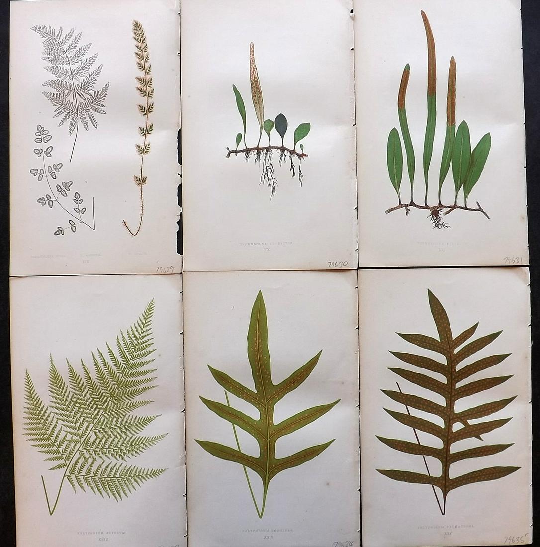 Lowe, Edward 1862 Lot of 6 Antique Fern Prints: Woodblock Published 1856-62 by Groombridge and Sons, London for "Ferns: British and Exotic" by Edward Lowe. Illustrated by A. F. Lydon. Printed by Benjamin Fawcett. Paper Size: 10 x 6 inch (25 x 15cm)