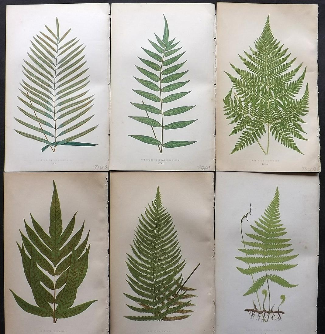 Lowe, Edward 1862 Lot of 6 Antique Fern Prints: Woodblock Published 1856-62 by Groombridge and Sons, London for "Ferns: British and Exotic" by Edward Lowe. Illustrated by A. F. Lydon. Printed by Benjamin Fawcett. Paper Size: 10 x 6 inch (25 x 15cm)