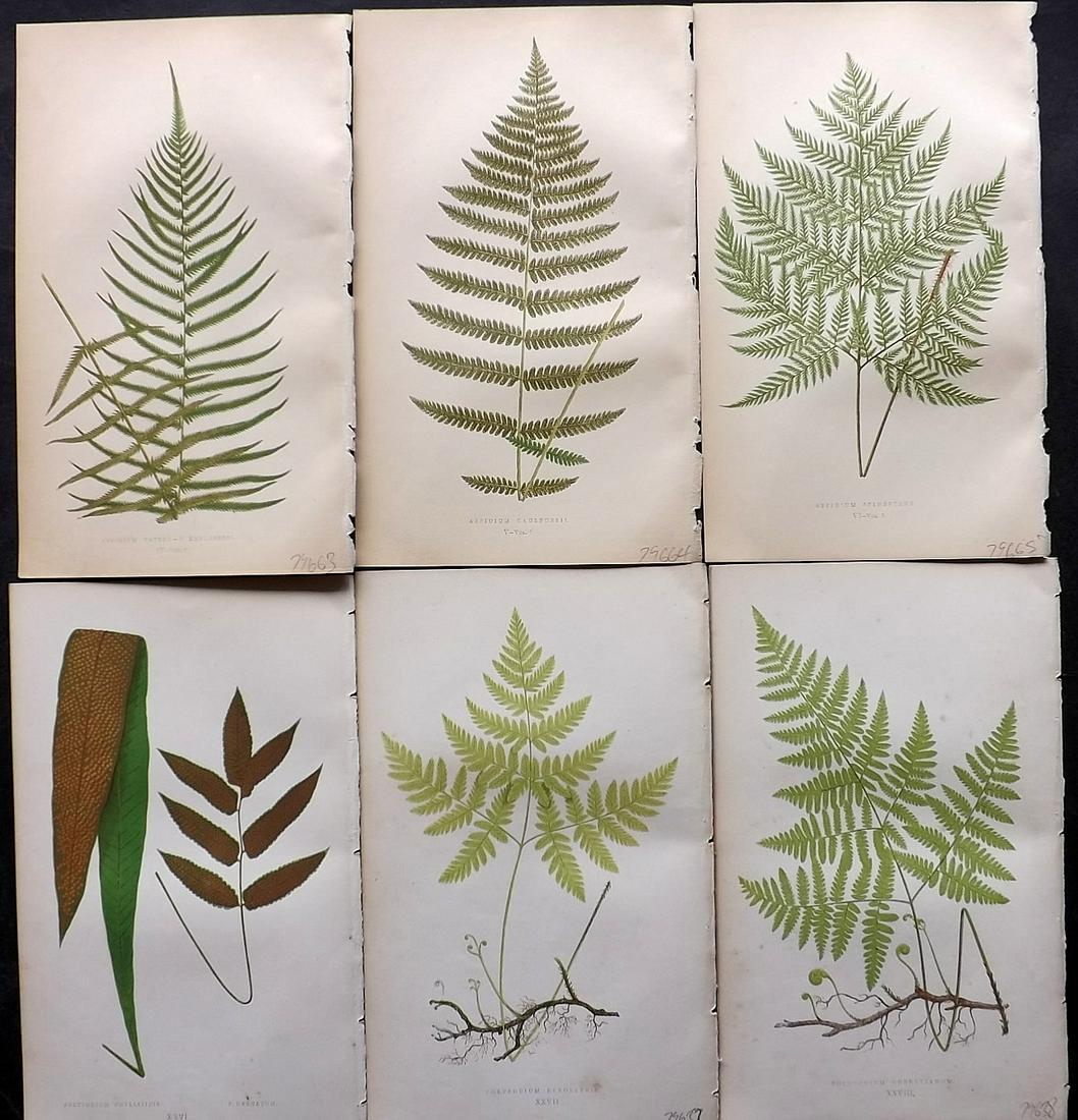 Lowe, Edward 1862 Lot of 6 Antique Fern Prints: Woodblock Published 1856-62 by Groombridge and Sons, London for "Ferns: British and Exotic" by Edward Lowe. Illustrated by A. F. Lydon. Printed by Benjamin Fawcett. Paper Size: 10 x 6 inch (25 x 15cm)
