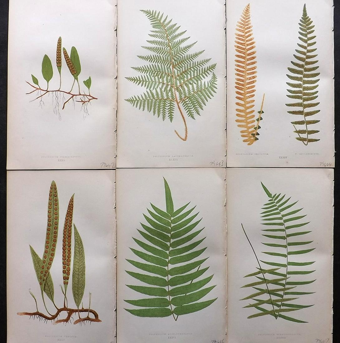 Lowe, Edward 1862 Lot of 6 Antique Fern Prints: Woodblock Published 1856-62 by Groombridge and Sons, London for "Ferns: British and Exotic" by Edward Lowe. Illustrated by A. F. Lydon. Printed by Benjamin Fawcett. Paper Size: 10 x 6 inch (25 x 15cm)