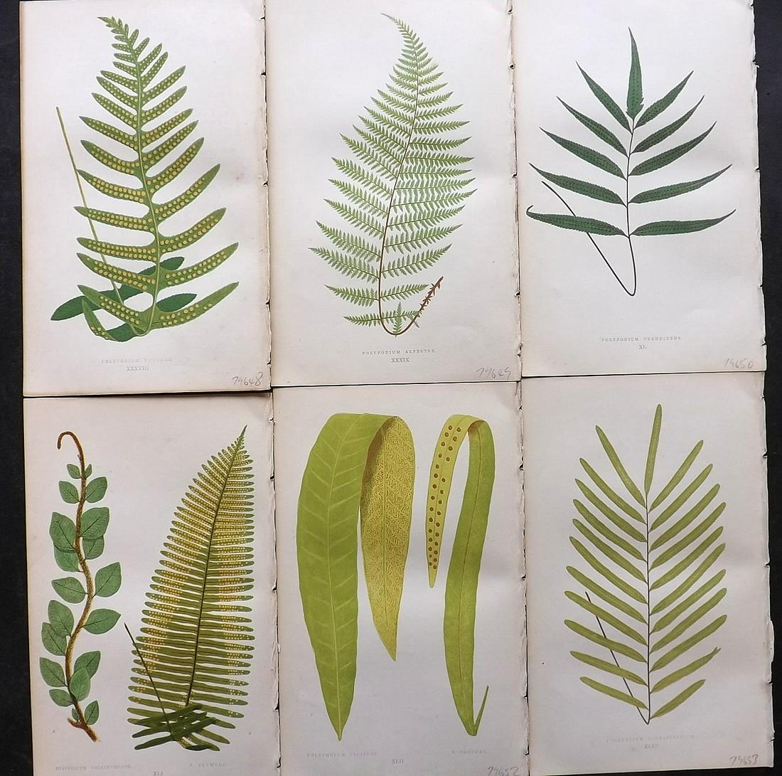 Lowe, Edward 1862 Lot of 6 Antique Fern Prints: Woodblock Published 1856-62 by Groombridge and Sons, London for "Ferns: British and Exotic" by Edward Lowe. Illustrated by A. F. Lydon. Printed by Benjamin Fawcett. Paper Size: 10 x 6 inch (25 x 15cm)