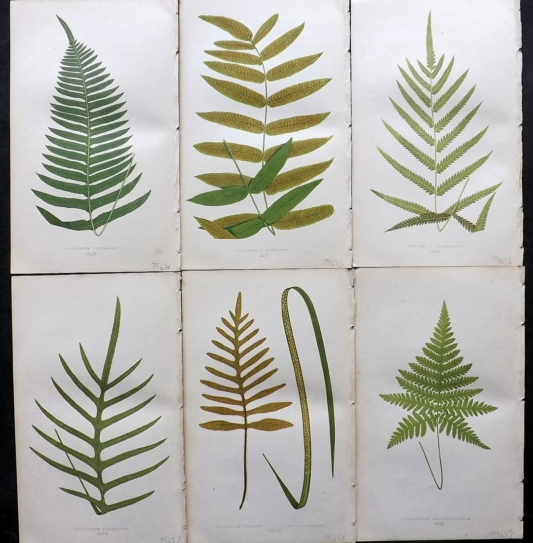 Lowe, Edward 1862 Lot of 6 Antique Fern Prints: Woodblock Published 1856-62 by Groombridge and Sons, London for "Ferns: British and Exotic" by Edward Lowe. Illustrated by A. F. Lydon. Printed by Benjamin Fawcett. Paper Size: 10 x 6 inch (25 x 15cm)