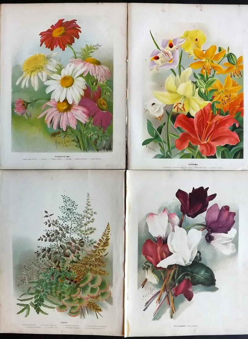 Wright, John 1896 Lot of 4 Antique Botanical Prints: Chromolithograph published 1896-1901 by Virtue & Co, London for "The Flower Growers Guide" By John Wright. Illustrated by Miss Gertrude Hamilton & Marie Low. Paper Size : 10.5 x 8 inch (27 x 21cm) Goo