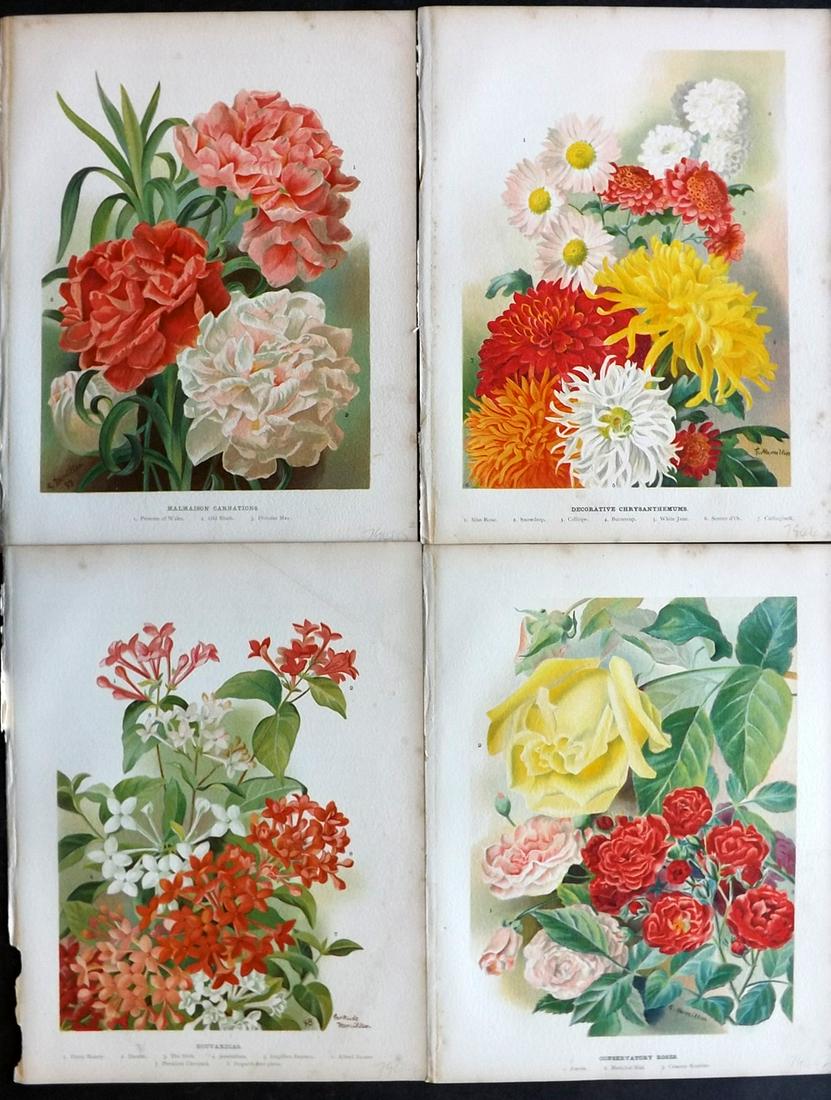 Wright, John 1896 Lot of 4 Antique Botanical Prints: Chromolithograph published 1896-1901 by Virtue & Co, London for "The Flower Growers Guide" By John Wright. Illustrated by Miss Gertrude Hamilton & Marie Low. Paper Size : 10.5 x 8 inch (27 x 21cm) Goo