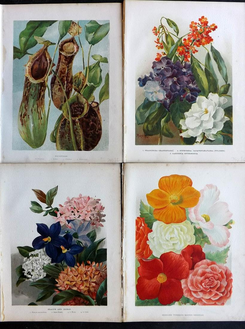 Wright, John 1896 Lot of 4 Antique Botanical Prints: Chromolithograph published 1896-1901 by Virtue & Co, London for "The Flower Growers Guide" By John Wright. Illustrated by Miss Gertrude Hamilton & Marie Low. Paper Size : 10.5 x 8 inch (27 x 21cm) Goo