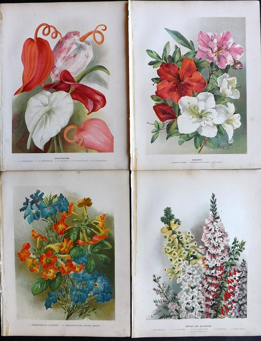 Wright, John 1896 Lot of 4 Antique Botanical Prints: Chromolithograph published 1896-1901 by Virtue & Co, London for "The Flower Growers Guide" By John Wright. Illustrated by Miss Gertrude Hamilton & Marie Low. Paper Size : 10.5 x 8 inch (27 x 21cm) Goo