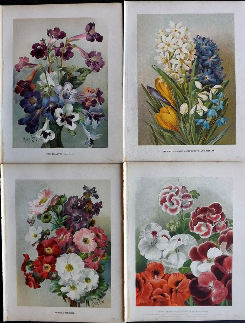 Wright, John 1896 Lot of 4 Antique Botanical Prints: Chromolithograph published 1896-1901 by Virtue & Co, London for "The Flower Growers Guide" By John Wright. Illustrated by Miss Gertrude Hamilton & Marie Low. Paper Size : 10.5 x 8 inch (27 x 21cm) Goo