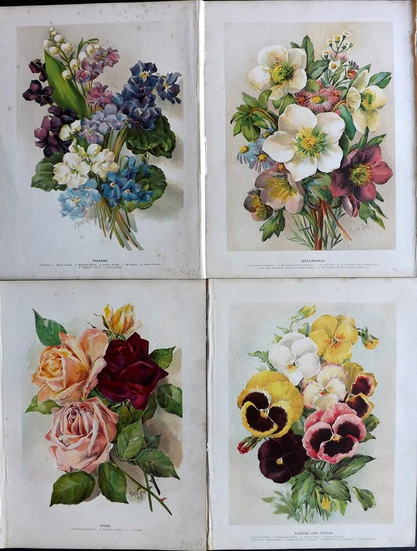Wright, John 1896 Lot of 4 Antique Botanical Prints: Chromolithograph published 1896-1901 by Virtue & Co, London for "The Flower Growers Guide" By John Wright. Illustrated by Miss Gertrude Hamilton & Marie Low. Paper Size : 10.5 x 8 inch (27 x 21cm) Goo