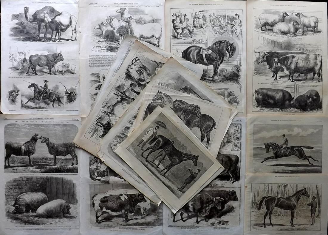 Cattle & Horses etc 19th Cent. Lot of 17 Sheets. ILN (1 of 4)
