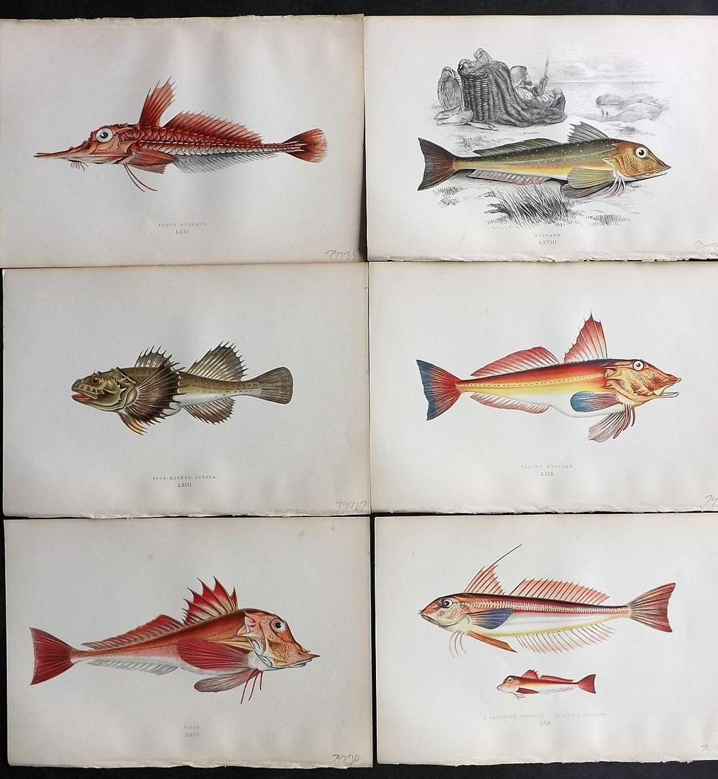 Couch, Jonathan 1878 Lot of 6 Antique Fish Prints: Color Printed Woodblocks Published 1877-78, London for "A History of the Fishes of the British Islands" by Jonathan Couch. Paper Size: 9.5 x 7 inch (24 x 17cm) Good Condition