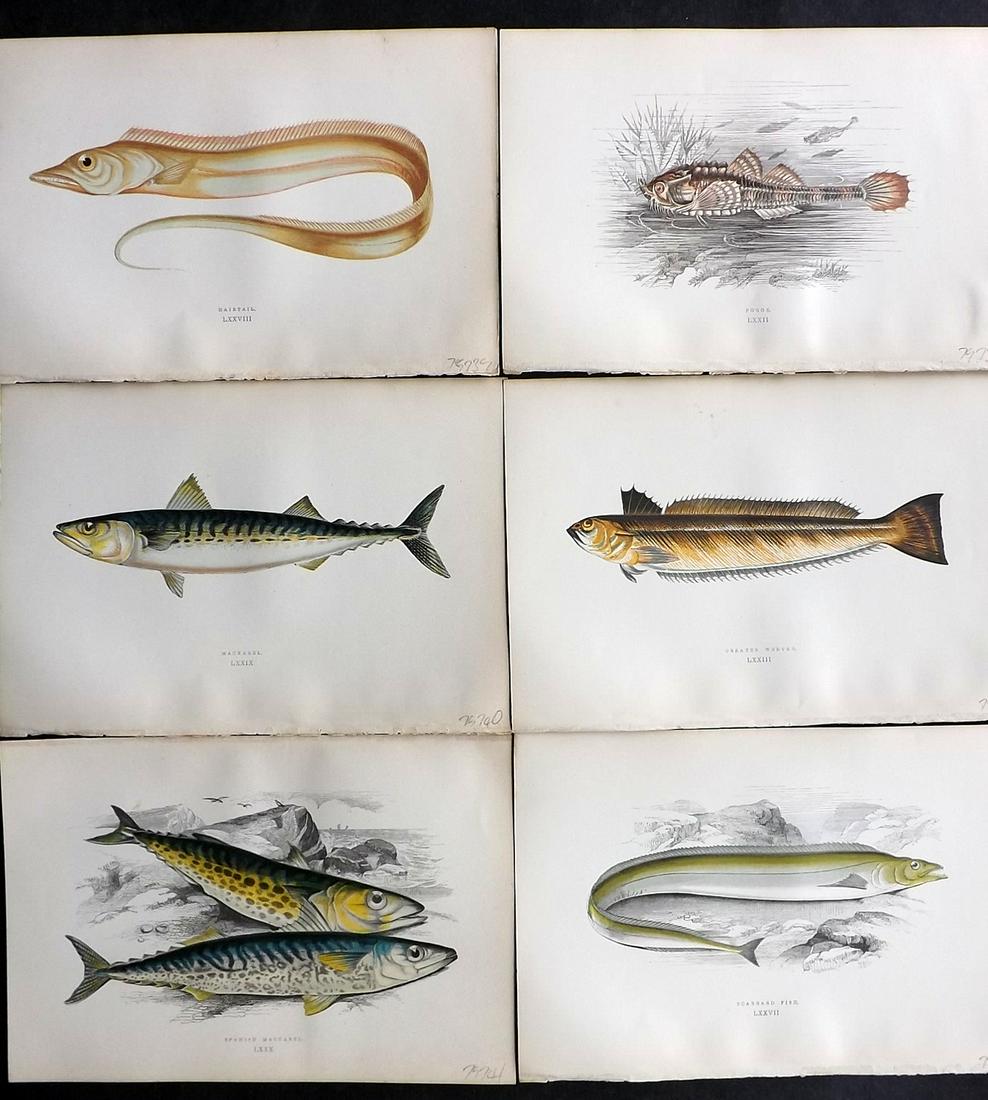 Couch, Jonathan 1878 Lot of 6 Antique Fish Prints: Color Printed Woodblocks Published 1877-78, London for "A History of the Fishes of the British Islands" by Jonathan Couch. Paper Size: 9.5 x 7 inch (24 x 17cm) Good Condition