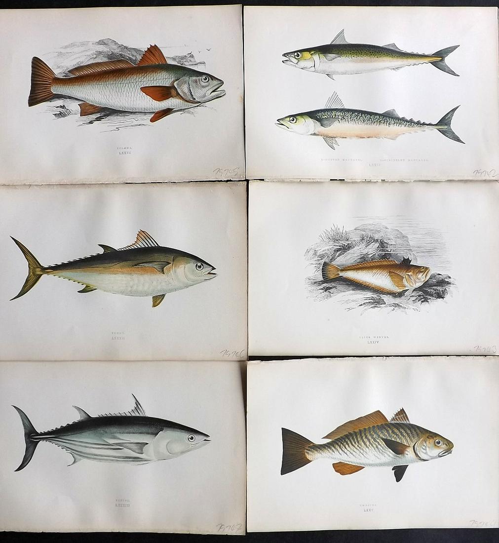 Couch, Jonathan 1878 Lot of 6 Antique Fish Prints: Color Printed Woodblocks Published 1877-78, London for "A History of the Fishes of the British Islands" by Jonathan Couch. Paper Size: 9.5 x 7 inch (24 x 17cm) Good Condition