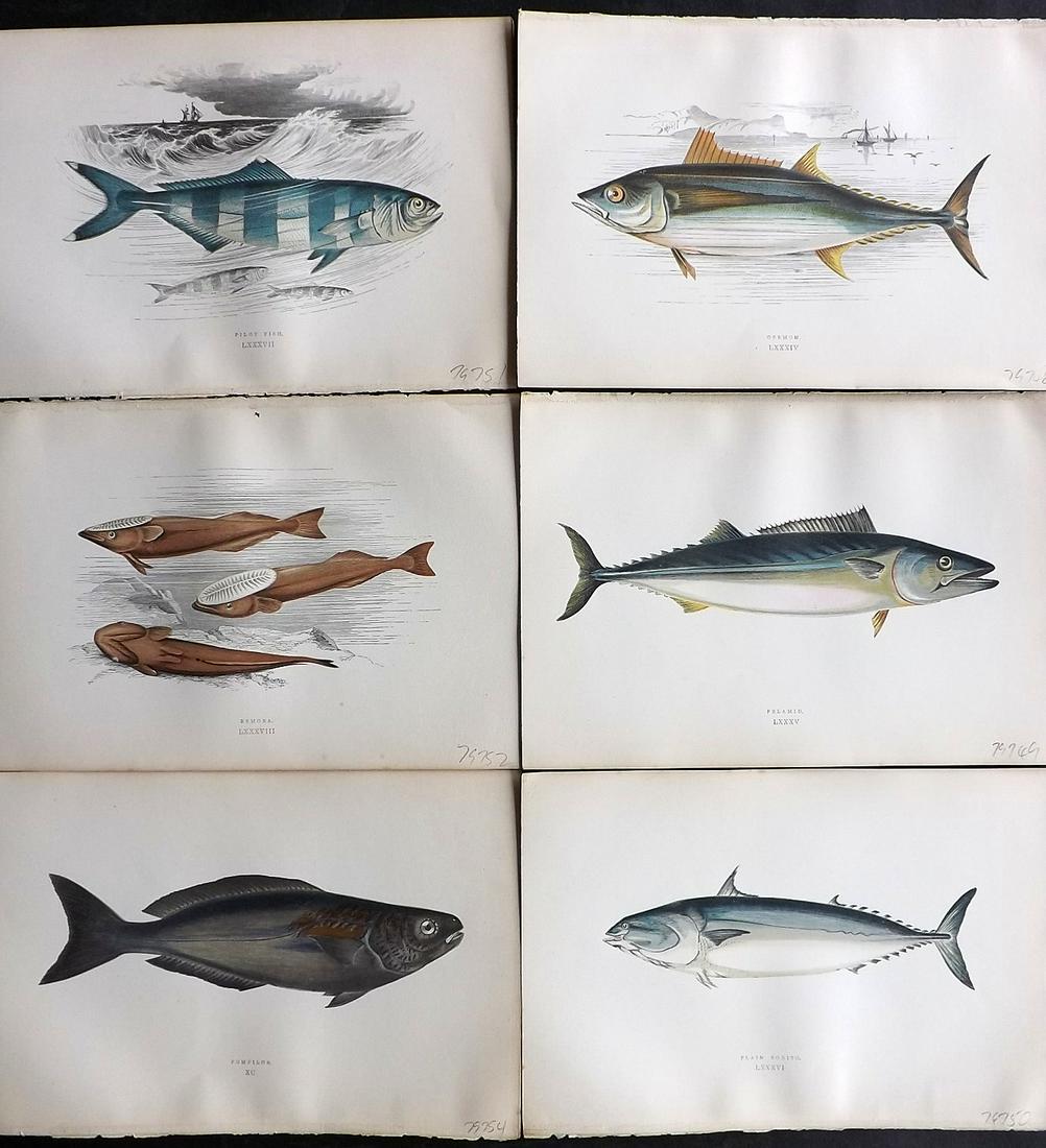 Couch, Jonathan 1878 Lot of 6 Antique Fish Prints: Color Printed Woodblocks Published 1877-78, London for "A History of the Fishes of the British Islands" by Jonathan Couch. Paper Size: 9.5 x 7 inch (24 x 17cm) Good Condition