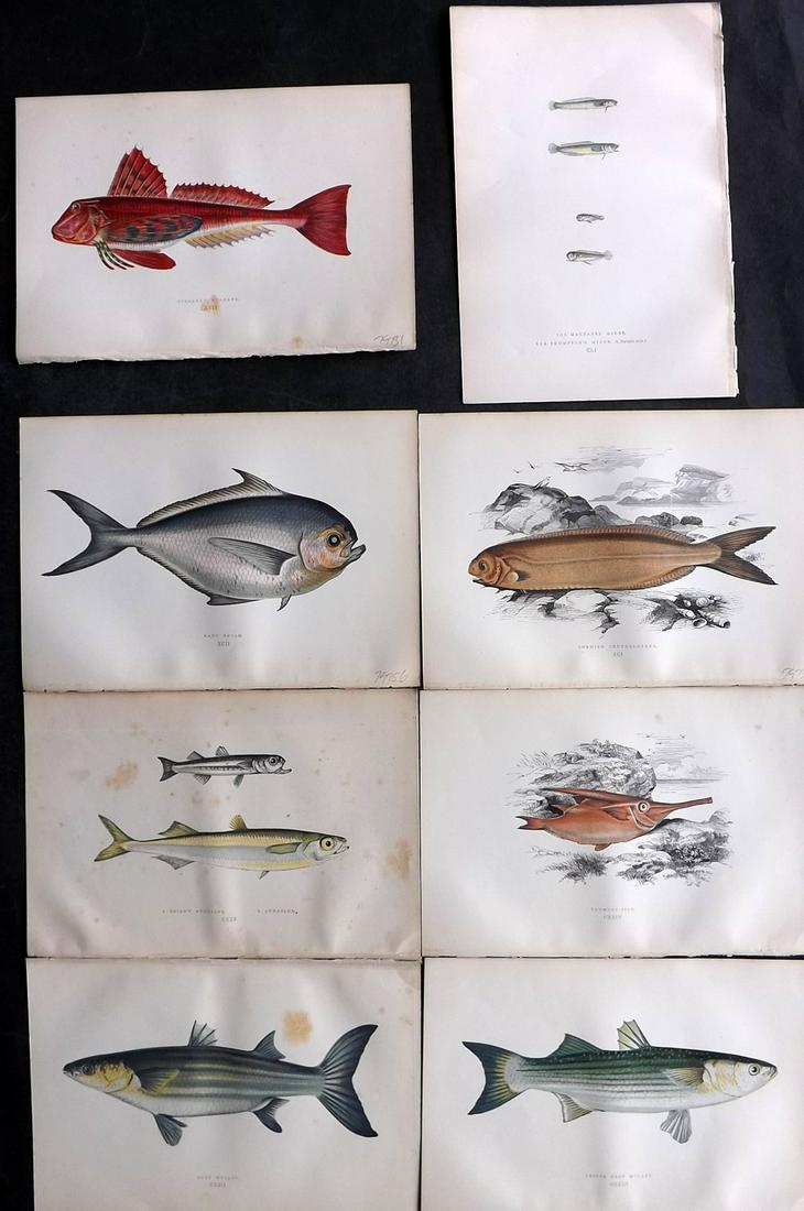 Couch, Jonathan 1878 Lot of 8 Antique Fish Prints: Color Printed Woodblocks Published 1877-78, London for "A History of the Fishes of the British Islands" by Jonathan Couch. Paper Size: 9.5 x 7 inch (24 x 17cm) A few with tone spotting. Good Condition
