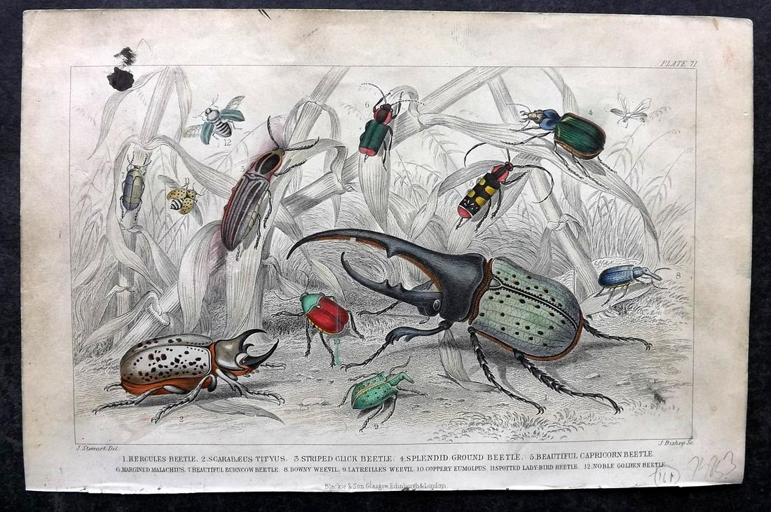 Goldsmith, Oliver 1870 Hand Col Print. Beetles (Faults): Hand Colored Steel Engravings Published 1870 by Blackie & Son, London for "A History of the Earth and Animated Nature" by Oliver Goldsmith. Paper Size: 9.5 x 6 inch (24 x 16cm) Ink mark and paint smud