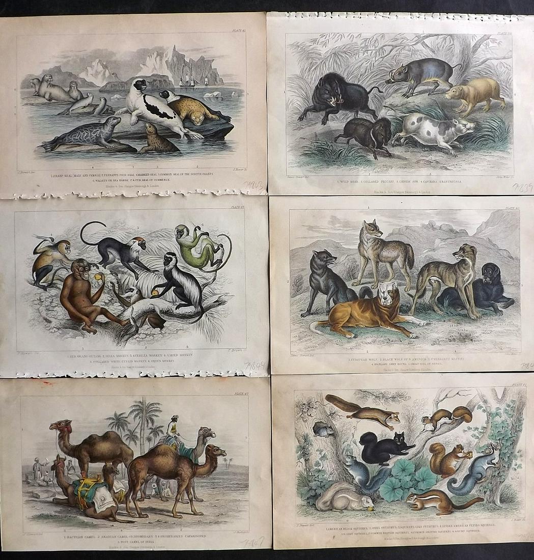 Goldsmith, Oliver 1870 Lot of 6 Hand Col Natural History Prints (1 of 2)