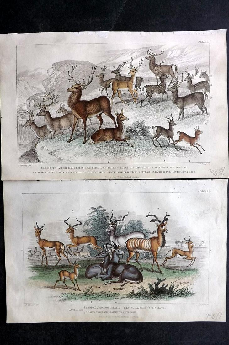Goldsmith, Oliver 1870 Pair of HC Prints. Deer, Antelopes (1 of 2)
