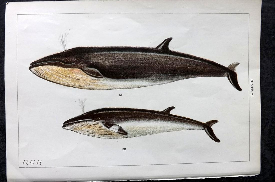Gordon, W. J. C1900 Antique Print. Whales (1 of 2)