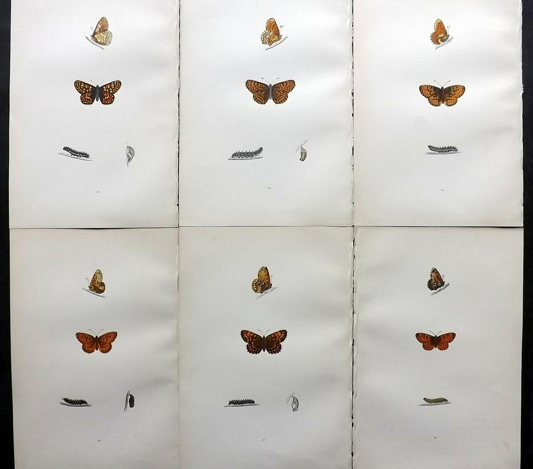 Morris, Francis 1891 Lot of 6 Antique Butterfly Prints: Woodblocks Published 1892, London for "A History of British Butterflies" By the Rev. Francis Orpen Morris. Printed in colours and finished by hand. Paper Size: 10 x 7 inch (25 x 18cm) Good Condition