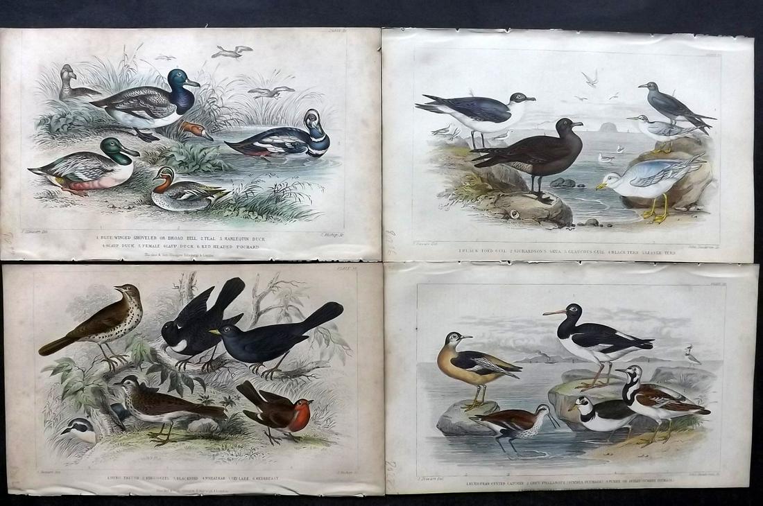 Goldsmith, Oliver 1859 Lot of 4 Hand Col Bird Prints (1 of 2)