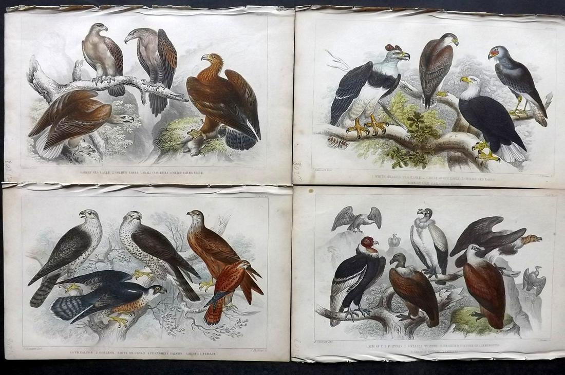 Goldsmith, Oliver 1859 Lot of 4 Hand Col Birds of Prey Prints (1 of 2)