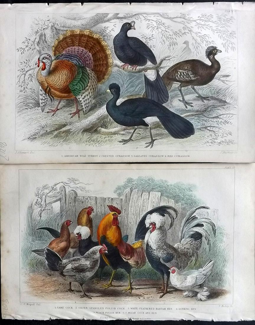 Goldsmith, Oliver 1859 Pair of Prints. Poultry, Wild American Turkey etc (1 of 2)