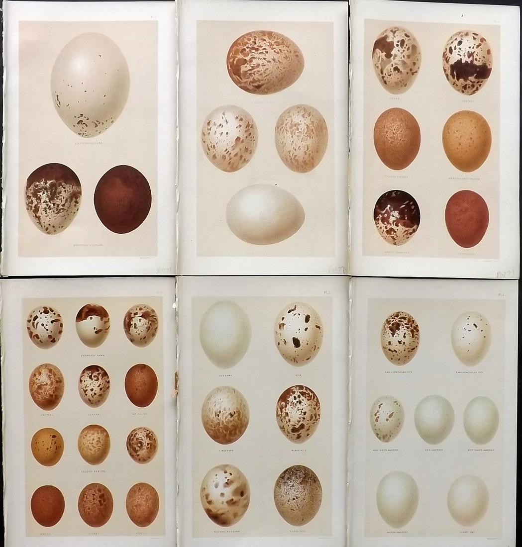 Seebohm, Henry 1896 Lot of 6 Antique Bird Egg Prints: Chromolithographs Published 1896, London for "A History of British Birds..." By Henry Seebohm. Paper Size: 10 x 6 inch (25 x 16cm) Good Condition