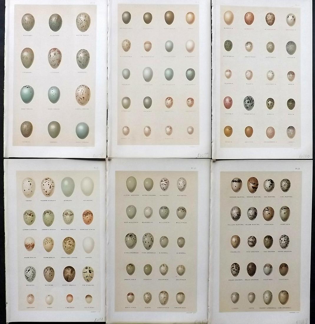 Seebohm, Henry 1896 Lot of 6 Antique Bird Egg Prints: Chromolithographs Published 1896, London for "A History of British Birds..." By Henry Seebohm. Paper Size: 10 x 6 inch (25 x 16cm) Good Condition