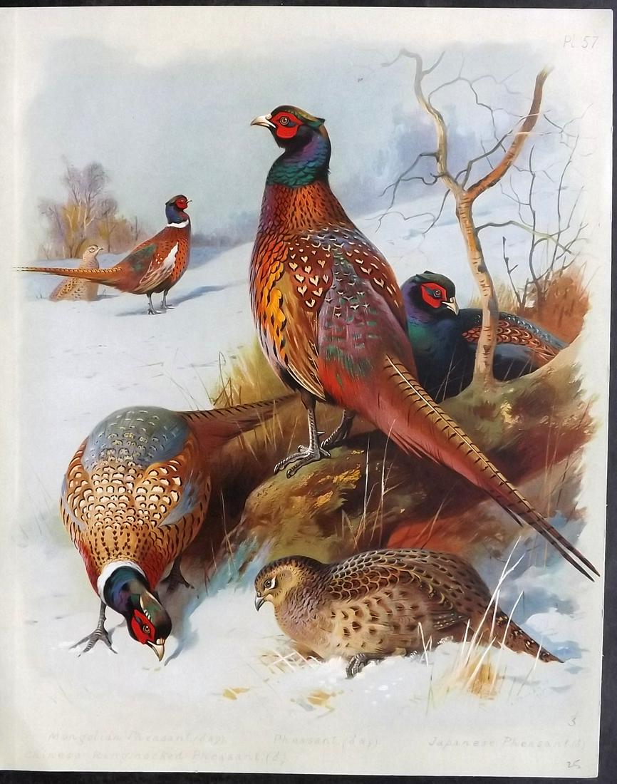 Thorburn, Archibald 1915 Rare Folio Bird Print. Pheasants (1 of 2)