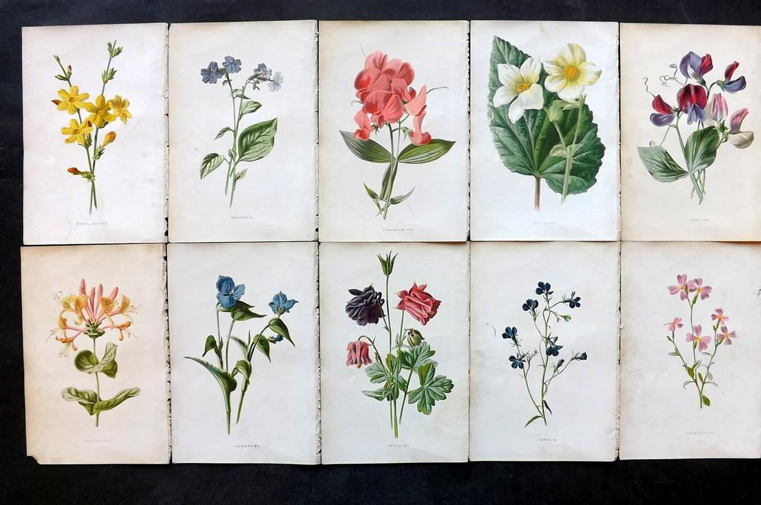 Hulme, Edward C1880 Lot of 10 Botanical Prints. Garden Flowers. 1st Ed. (1 of 2)