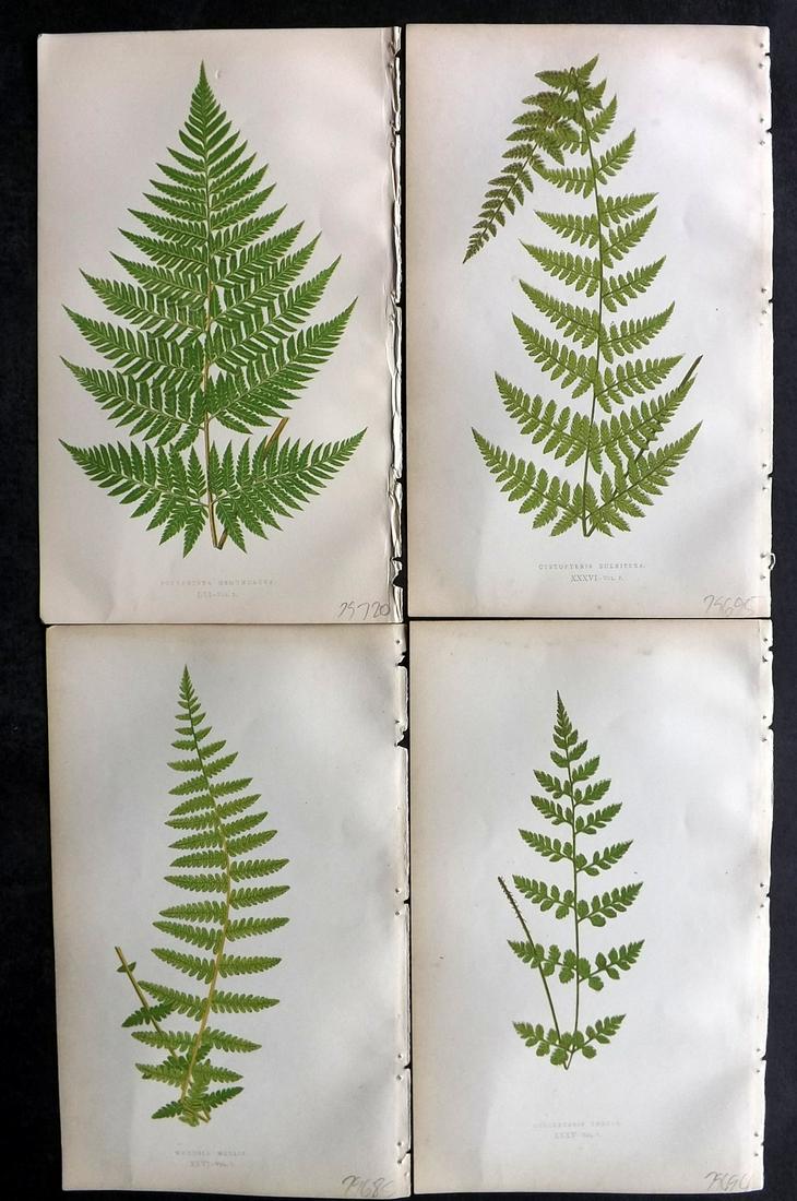 Lowe, Edward 1862 Lot of 4 Antique Fern Prints (1 of 2)