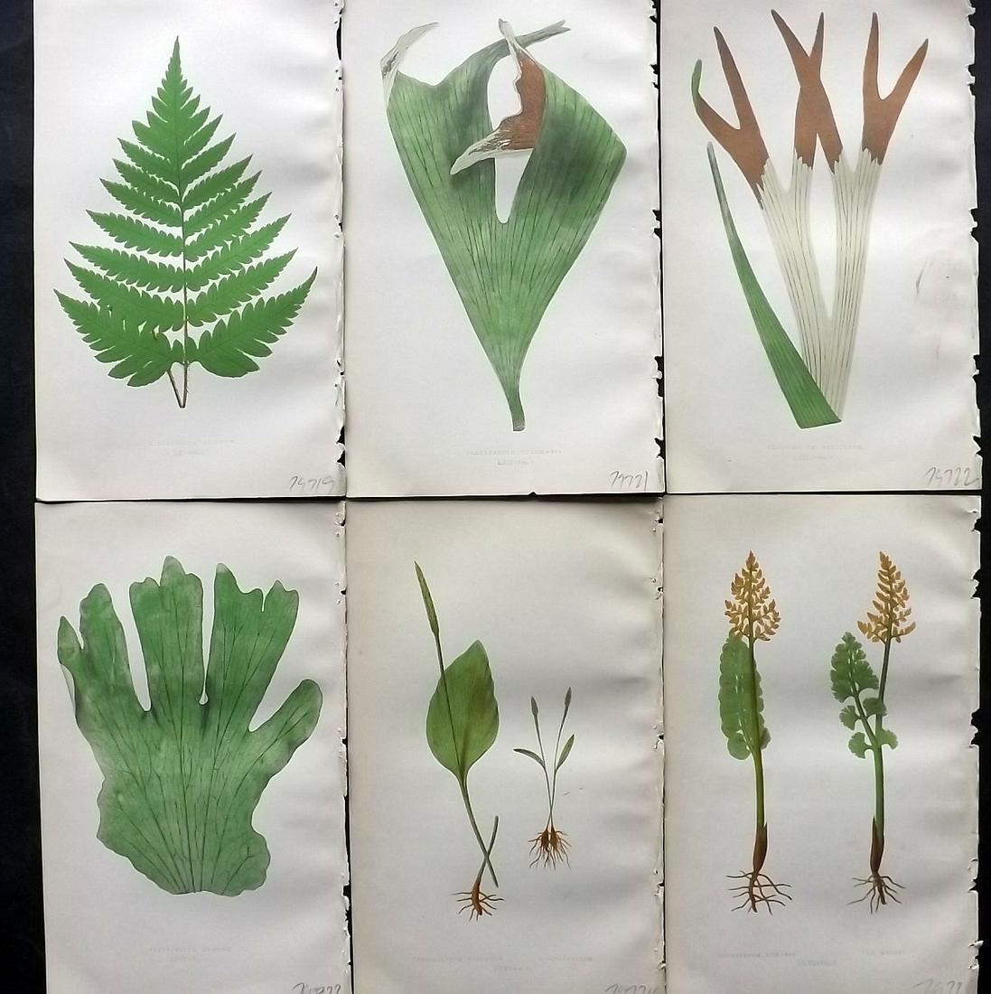 Lowe, Edward 1862 Lot of 6 Antique Fern Prints: Woodblock Published 1856-62 by Groombridge and Sons, London for "Ferns: British and Exotic" by Edward Lowe. Illustrated by A. F. Lydon. Printed by Benjamin Fawcett. Paper Size: 10 x 6 inch (25 x 15cm)