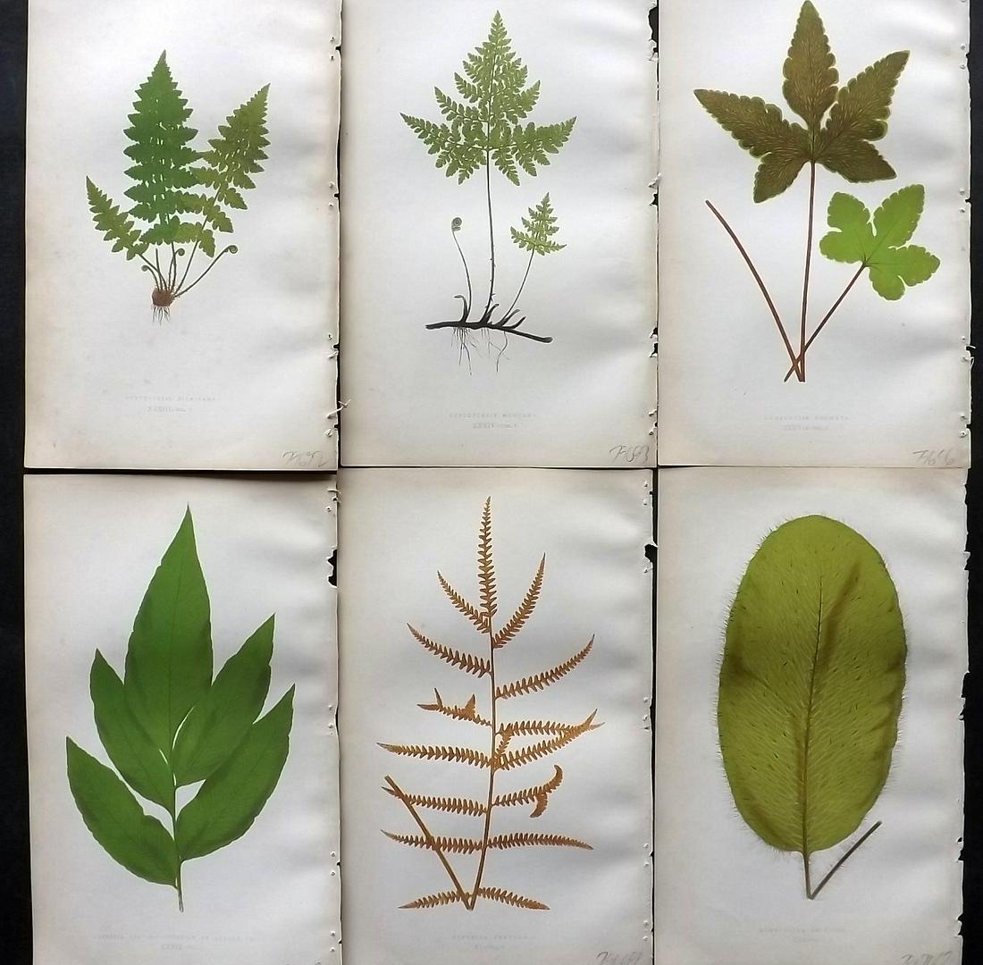 Lowe, Edward 1862 Lot of 6 Antique Fern Prints: Woodblock Published 1856-62 by Groombridge and Sons, London for "Ferns: British and Exotic" by Edward Lowe. Illustrated by A. F. Lydon. Printed by Benjamin Fawcett. Paper Size: 10 x 6 inch (25 x 15cm)