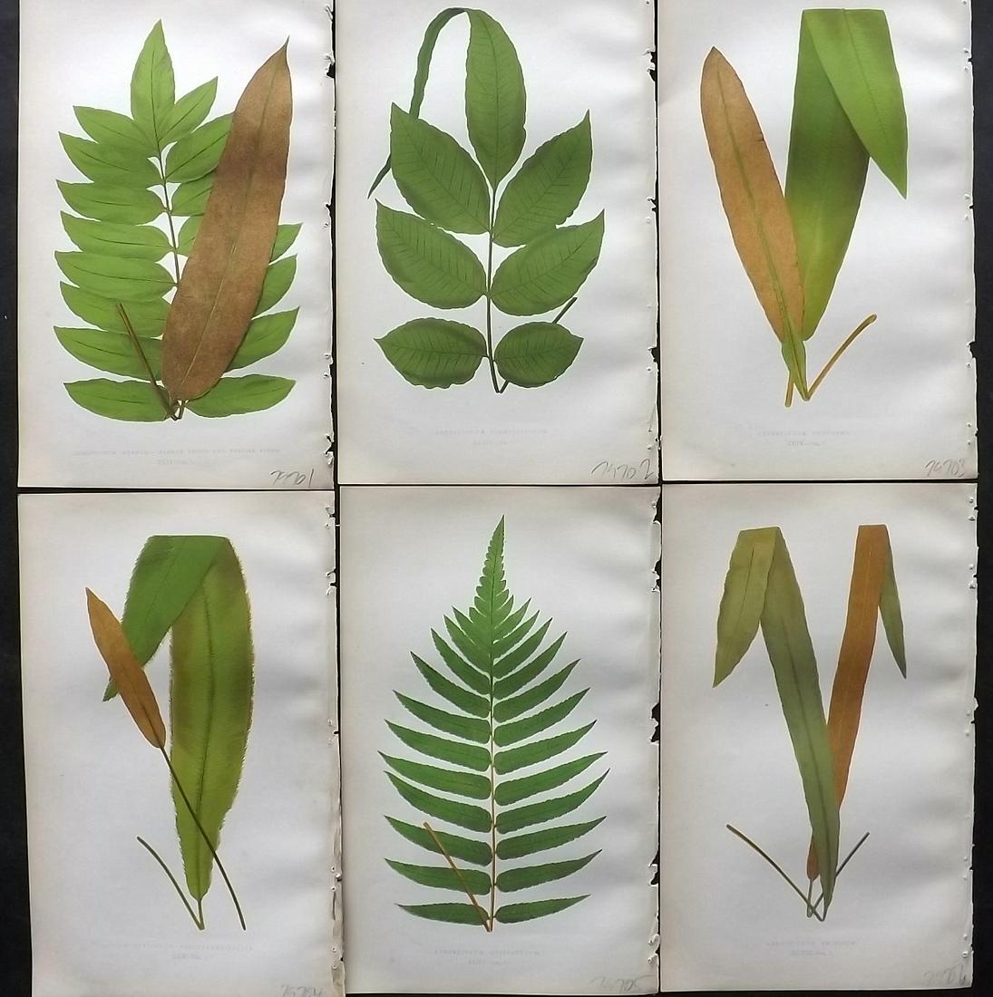 Lowe, Edward 1862 Lot of 6 Antique Fern Prints: Woodblock Published 1856-62 by Groombridge and Sons, London for "Ferns: British and Exotic" by Edward Lowe. Illustrated by A. F. Lydon. Printed by Benjamin Fawcett. Paper Size: 10 x 6 inch (25 x 15cm)