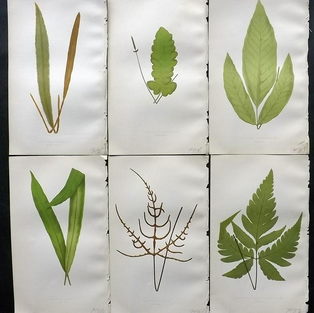 Lowe, Edward 1862 Lot of 6 Antique Fern Prints: Woodblock Published 1856-62 by Groombridge and Sons, London for "Ferns: British and Exotic" by Edward Lowe. Illustrated by A. F. Lydon. Printed by Benjamin Fawcett. Paper Size: 10 x 6 inch (25 x 15cm)