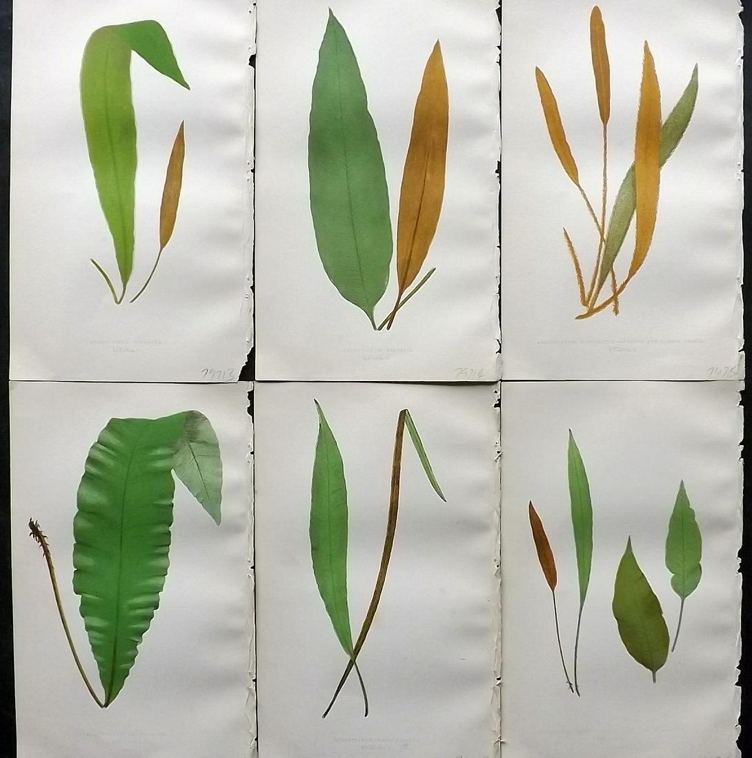 Lowe, Edward 1862 Lot of 6 Antique Fern Prints: Woodblock Published 1856-62 by Groombridge and Sons, London for "Ferns: British and Exotic" by Edward Lowe. Illustrated by A. F. Lydon. Printed by Benjamin Fawcett. Paper Size: 10 x 6 inch (25 x 15cm)