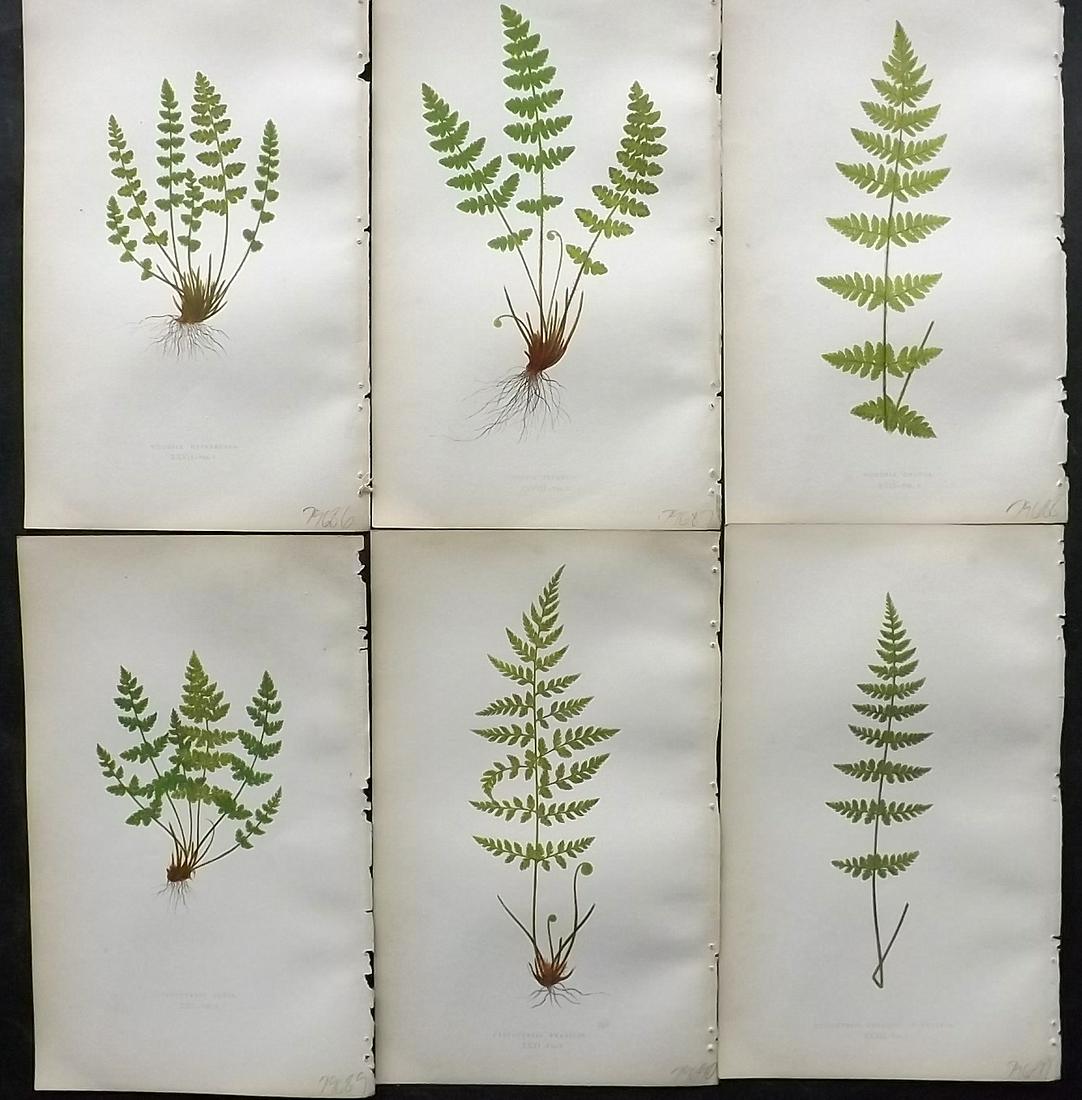 Lowe, Edward 1862 Lot of 6 Antique Fern Prints: Woodblock Published 1856-62 by Groombridge and Sons, London for "Ferns: British and Exotic" by Edward Lowe. Illustrated by A. F. Lydon. Printed by Benjamin Fawcett. Paper Size: 10 x 6 inch (25 x 15cm)