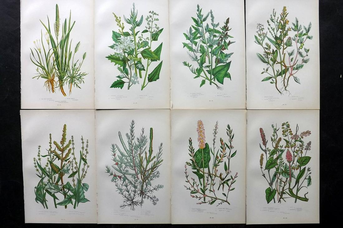 Pratt, Anne 1905 Lot of 8 Antique Botanical Prints: Chromolithographs Published 1899-1905, London for "The Flowering Plants and Ferns of Great Britain" by Anne Pratt. Paper Size: 9.5 x 6 inch (24 x 16cm) Good Condition