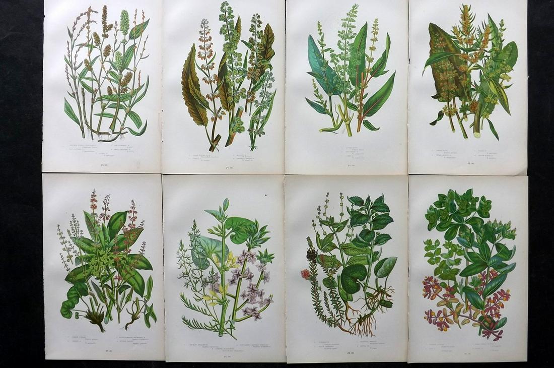 Pratt, Anne 1905 Lot of 8 Antique Botanical Prints: Chromolithographs Published 1899-1905, London for "The Flowering Plants and Ferns of Great Britain" by Anne Pratt. Paper Size: 9.5 x 6 inch (24 x 16cm) Good Condition