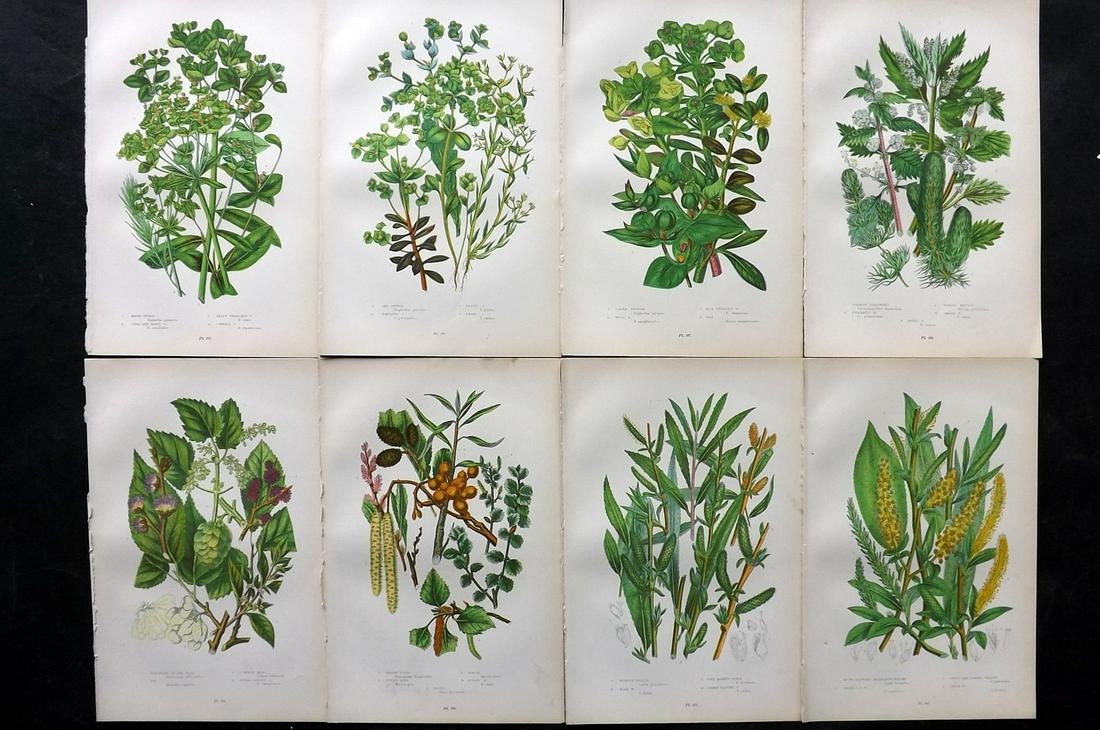 Pratt, Anne 1905 Lot of 8 Antique Botanical Prints: Chromolithographs Published 1899-1905, London for "The Flowering Plants and Ferns of Great Britain" by Anne Pratt. Paper Size: 9.5 x 6 inch (24 x 16cm) Good Condition