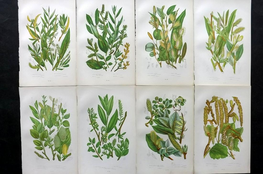 Pratt, Anne 1905 Lot of 8 Antique Botanical Prints: Chromolithographs Published 1899-1905, London for "The Flowering Plants and Ferns of Great Britain" by Anne Pratt. Paper Size: 9.5 x 6 inch (24 x 16cm) Good Condition