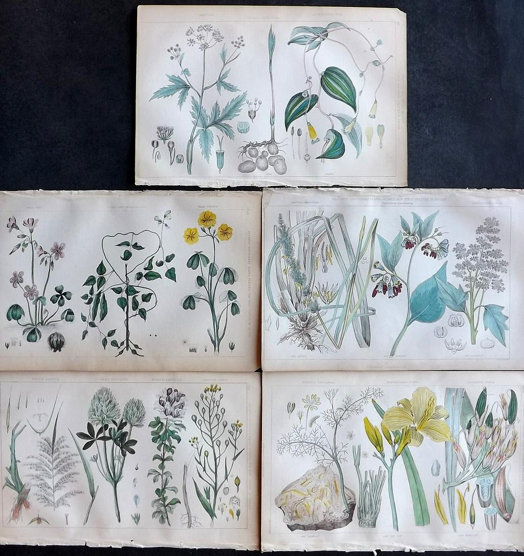 Wilson, John 1852 Lot of 5 Hand Col Botanical Prints: Hand Colored Steel Engravings/Etchings Published 1851-52, London for "The Farmer's Dictionary…" Edited by John Wilson. Paper Size: 9.5 x 6.5 inch (25 x 16.5cm) Good Condition