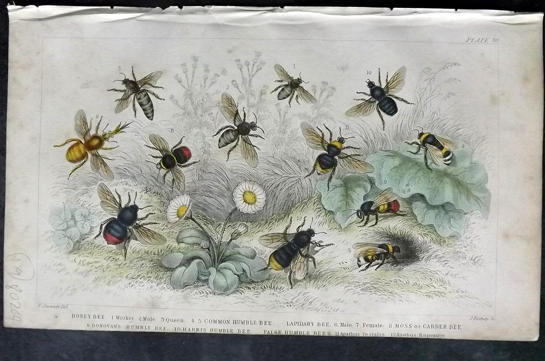 Goldsmith, Oliver 1859 Hand Col Print. Bees (1 of 2)