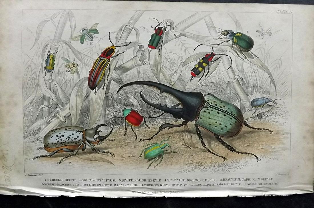 Goldsmith, Oliver 1859 Hand Col Print. Beetles (1 of 2)