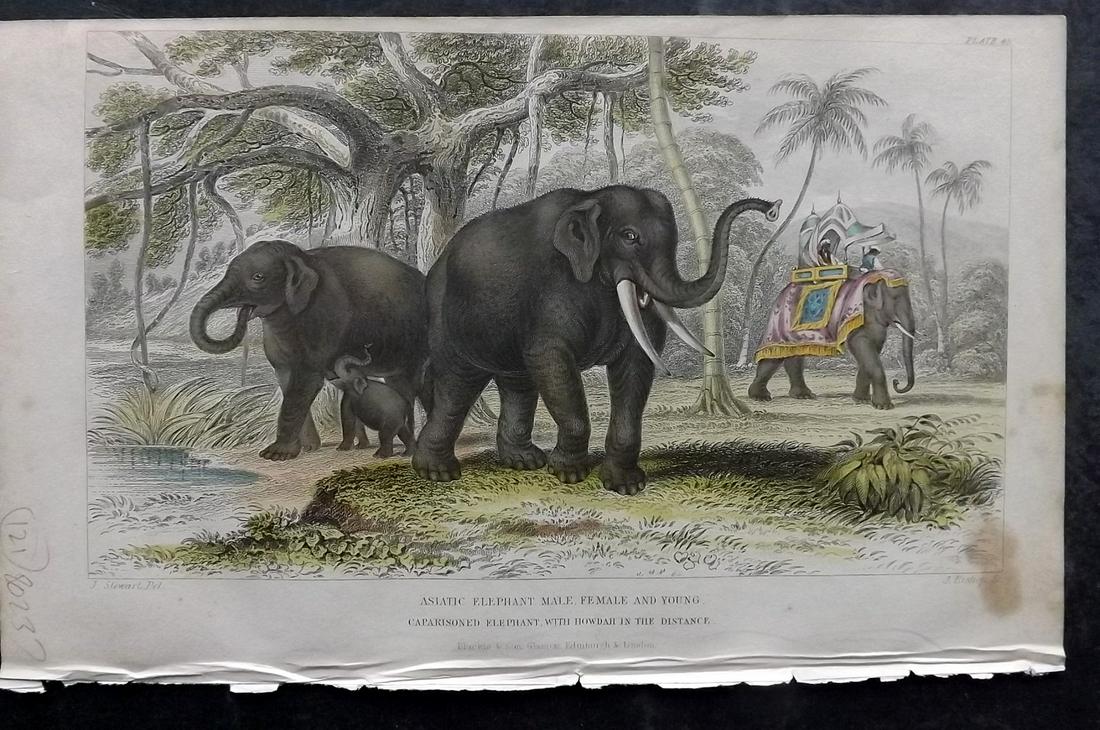 Goldsmith, Oliver 1859 Hand Col Print. Elephants (1 of 2)