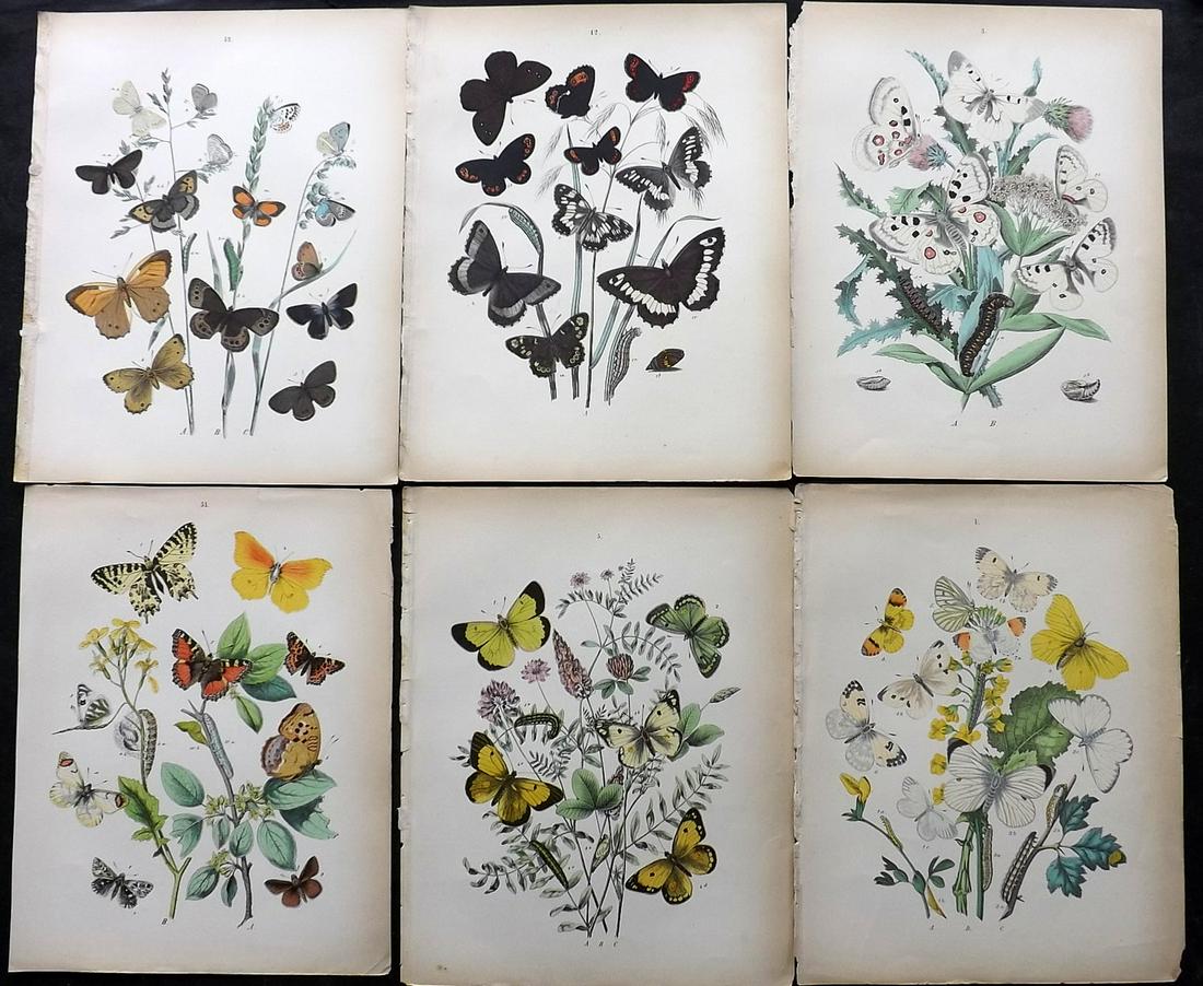 Kirby, William 1882 Lot of 6 Hand Col Butterfly Prints (1 of 2)