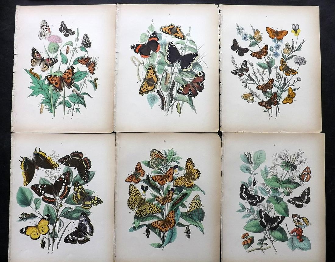 Kirby, William 1882 Lot of 6 Hand Col Butterfly Prints (1 of 2)