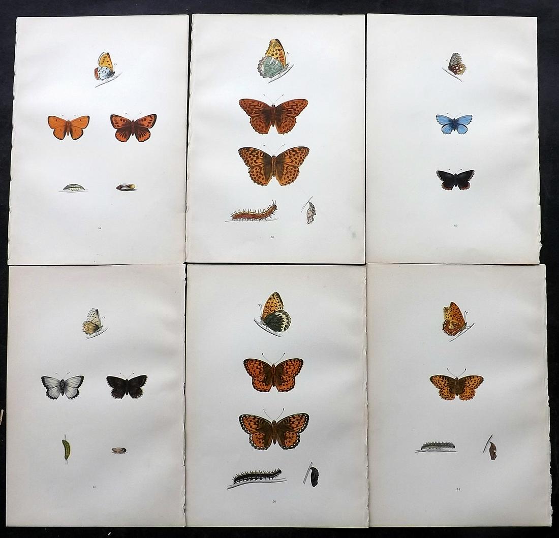 Morris, Francis 1891 Lot of 6 Antique Butterfly Prints: Woodblocks Published 1892, London for "A History of British Butterflies" By the Rev. Francis Orpen Morris. Printed in colours and finished by hand. Paper Size: 10 x 7 inch (25 x 18cm) Good Condition
